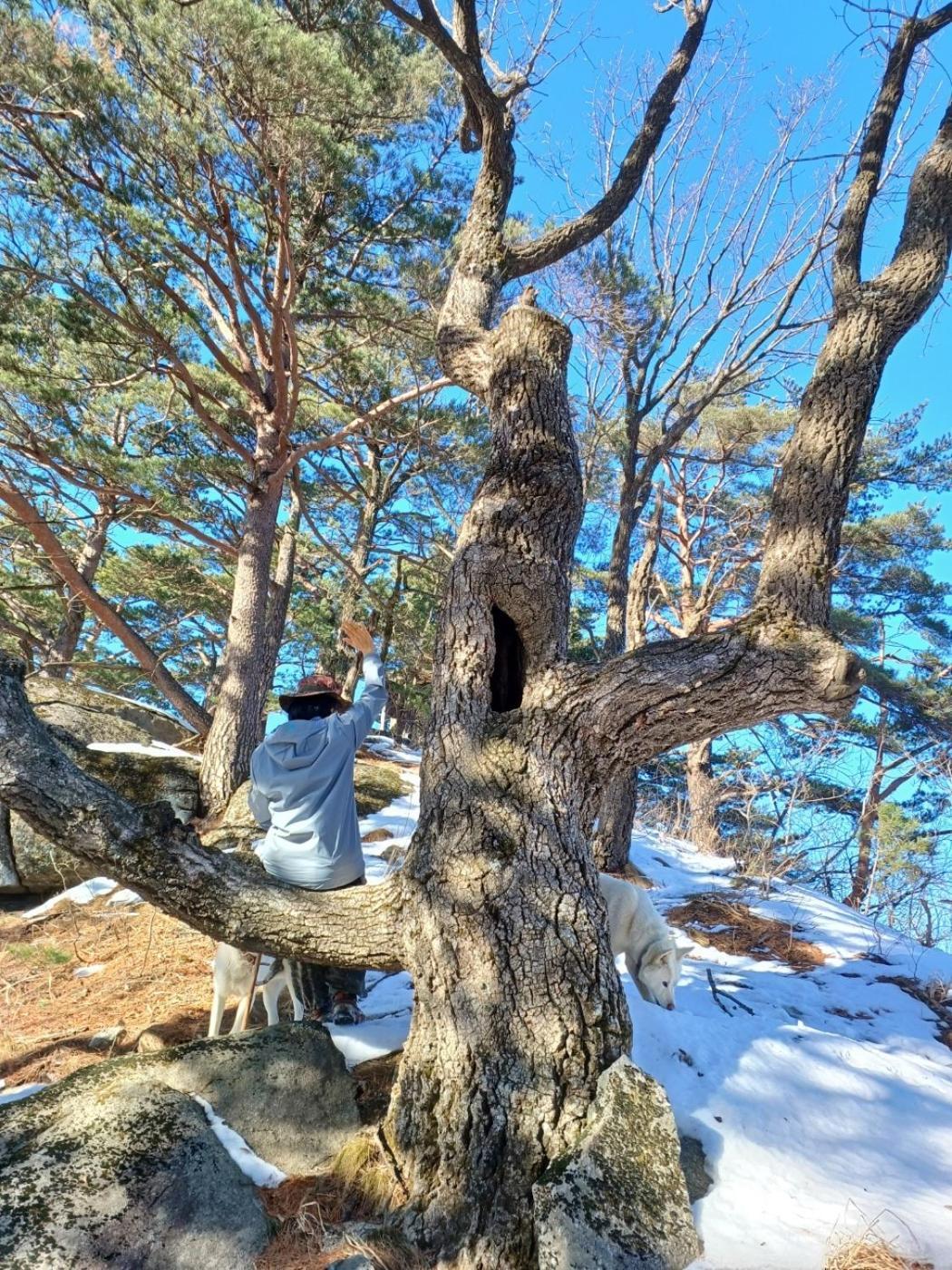 Forest Healing Park Cheongyu Hotel Gangneung Buitenkant foto