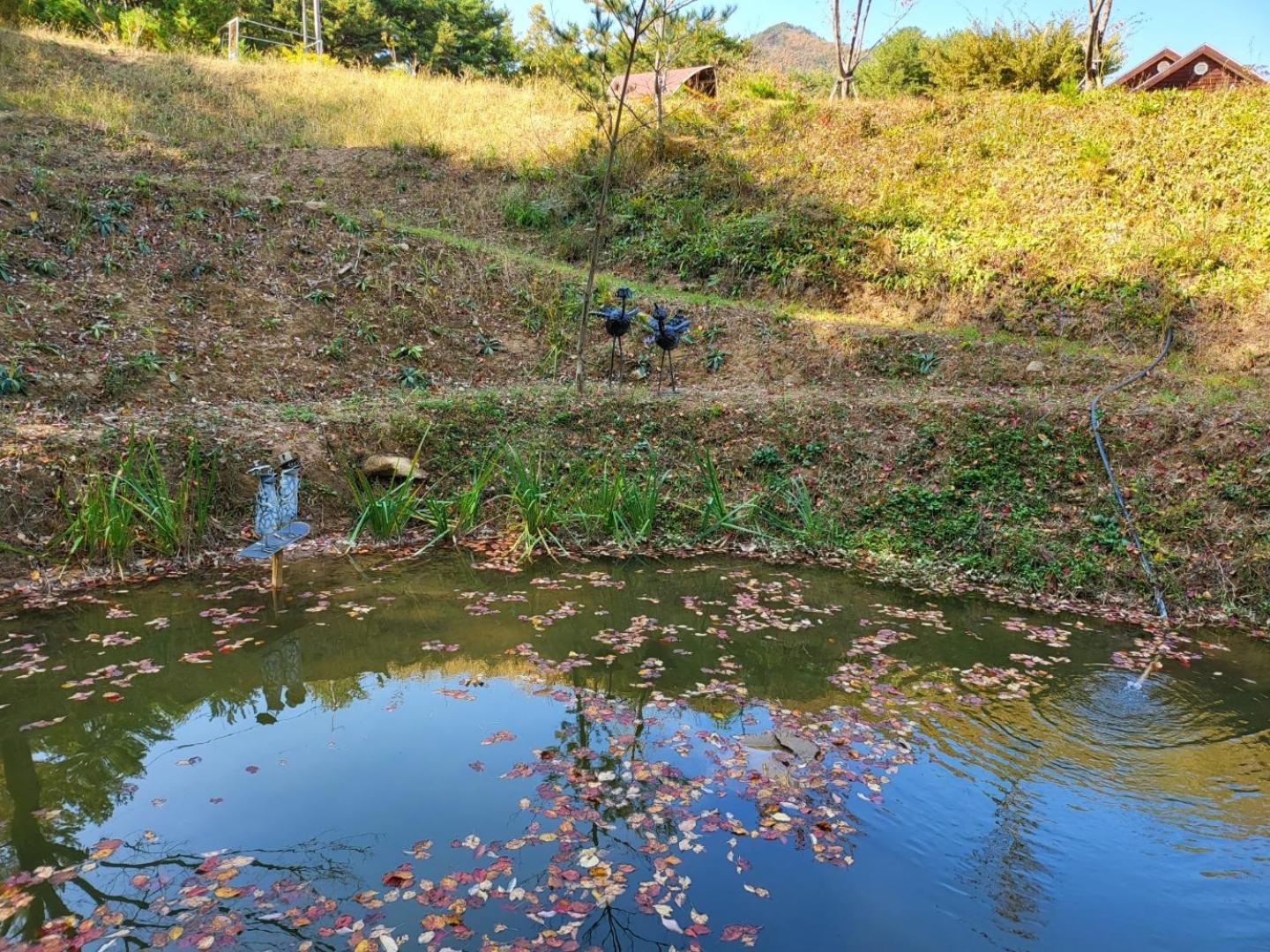 Forest Healing Park Cheongyu Hotel Gangneung Buitenkant foto